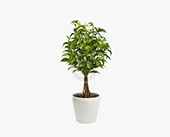 Plant Bundles